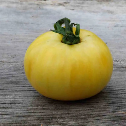 TOMATE BEAUTE BLANCHE AB 