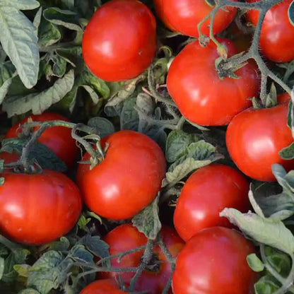 TOMATE BETALUX AB 