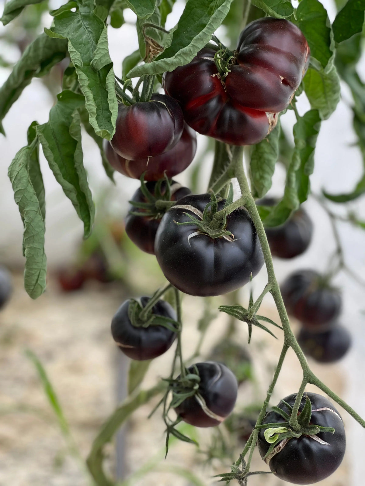TOMATE BLACK BEAUTY AB 