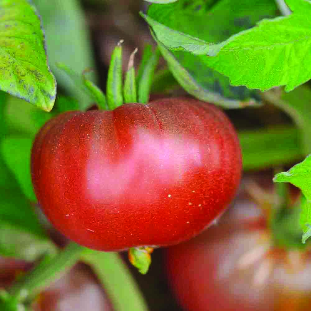 TOMATE BLACK ETHIOPIAN AB 