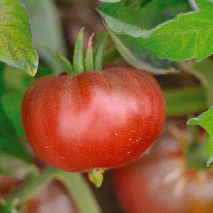 TOMATE BLACK ETHIOPIAN AB 