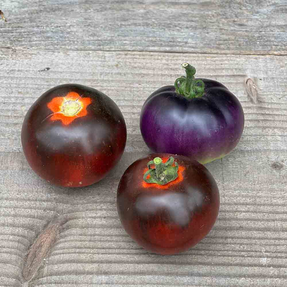 TOMATE BLEUE P20 OU OSU BLUE P20 AB 