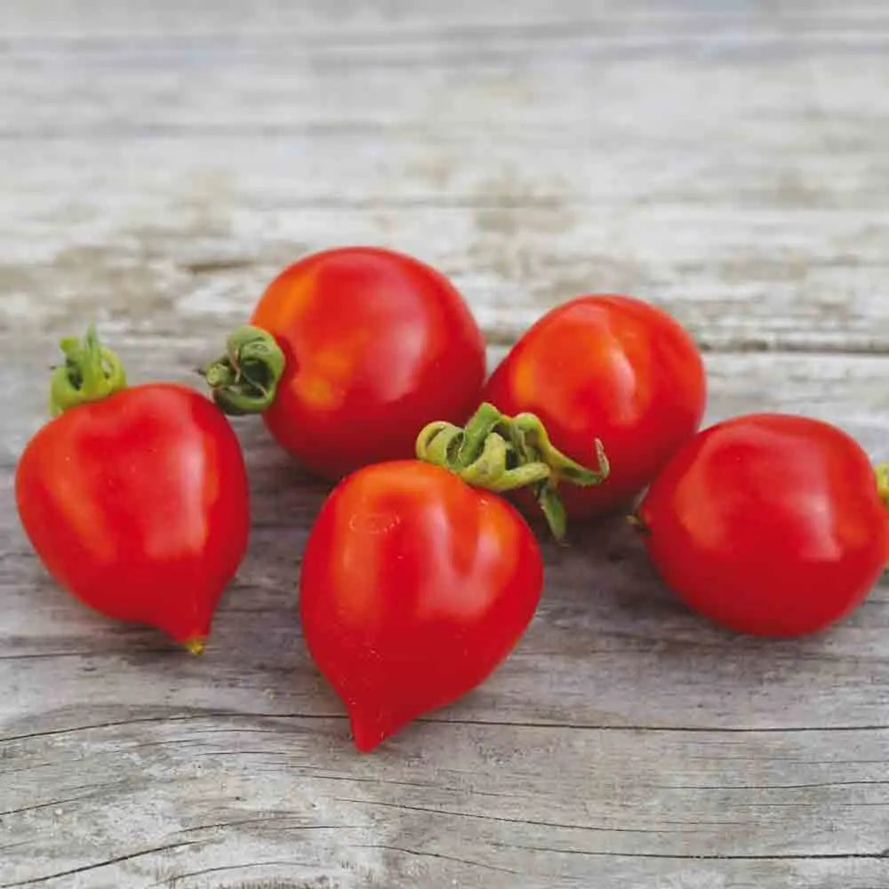 TOMATE BORGO CELANO NT 