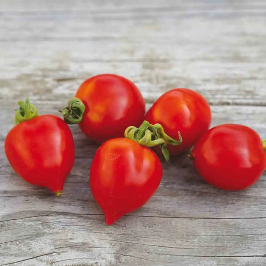 TOMATE BORGO CELANO NT 