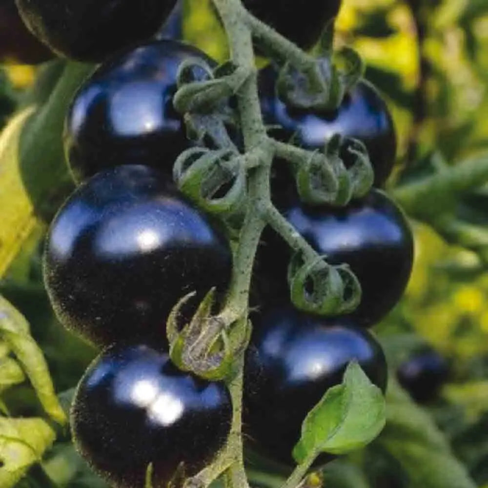 TOMATE BOSQUE BLUE AB 