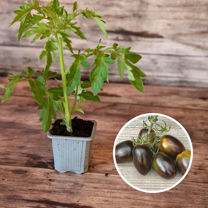 TOMATE BRAD'S ATOMIC AB - PLANT 