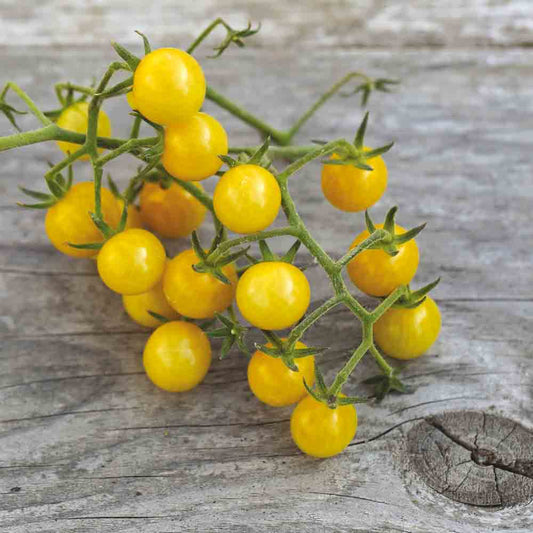 TOMATE BULLE NT 