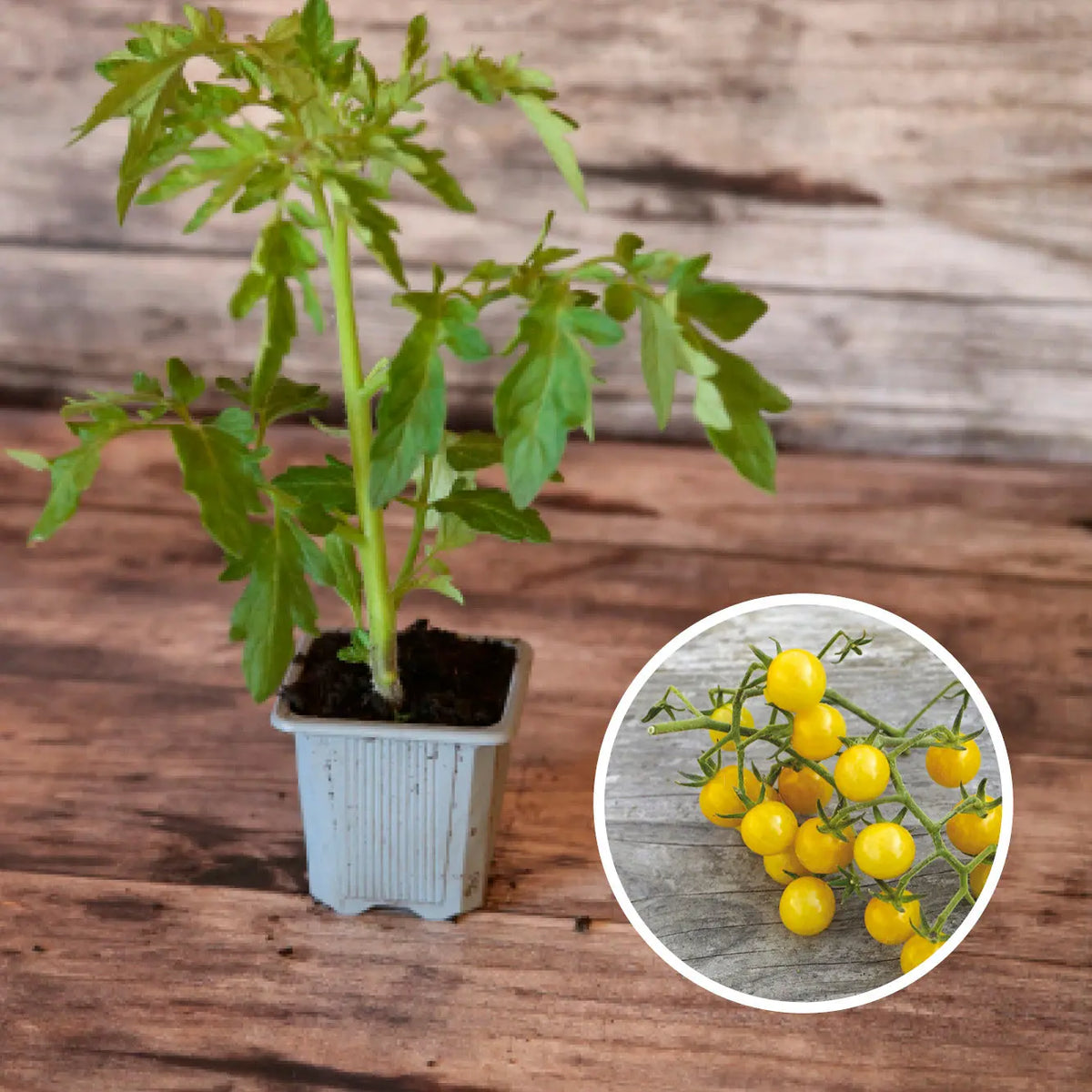 TOMATE BULLE PLANT AB 