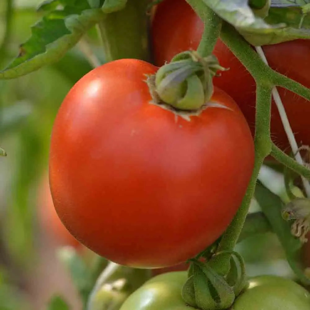 TOMATE BURPEE DELICIOUS AB 