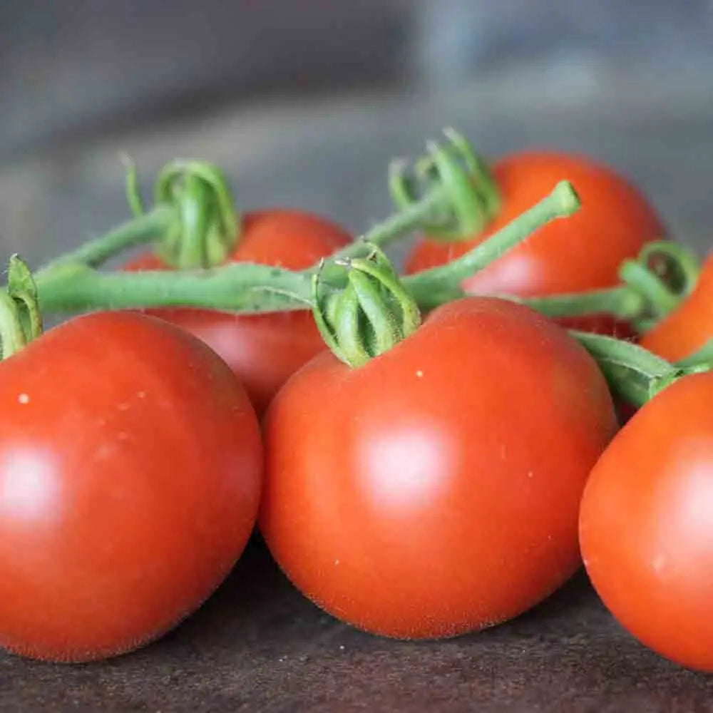 TOMATE CASAQUE ROUGE AB 