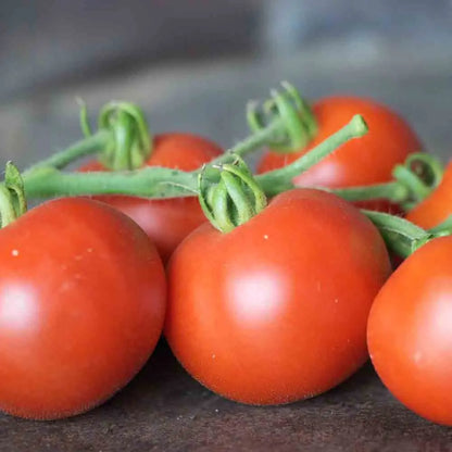 TOMATE CASAQUE ROUGE AB 