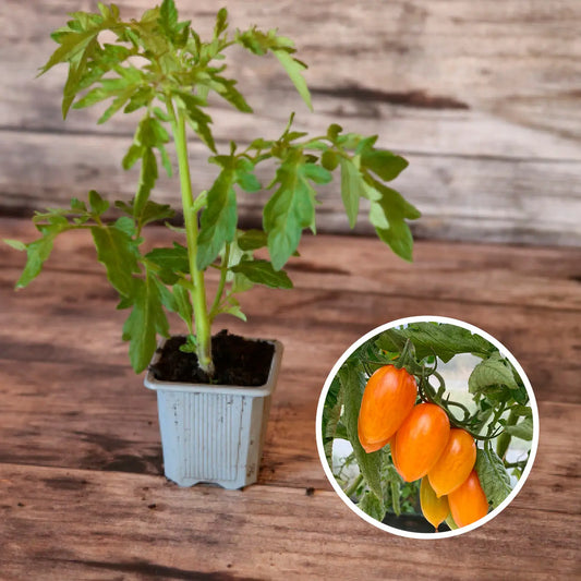 TOMATE CERISE BLUSH TIGER PLANT AB 