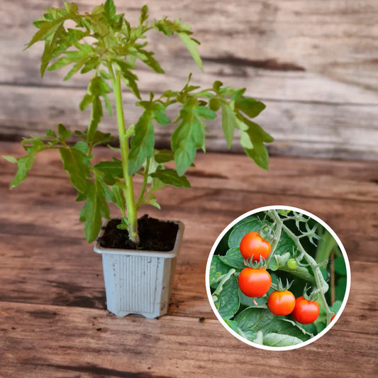 TOMATE CERISE PLANT AB 