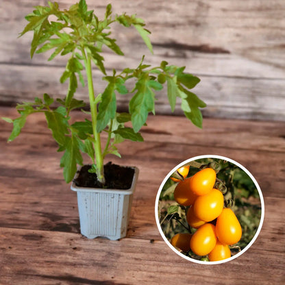 TOMATE CERISE POIRE JAUNE PLANT AB 