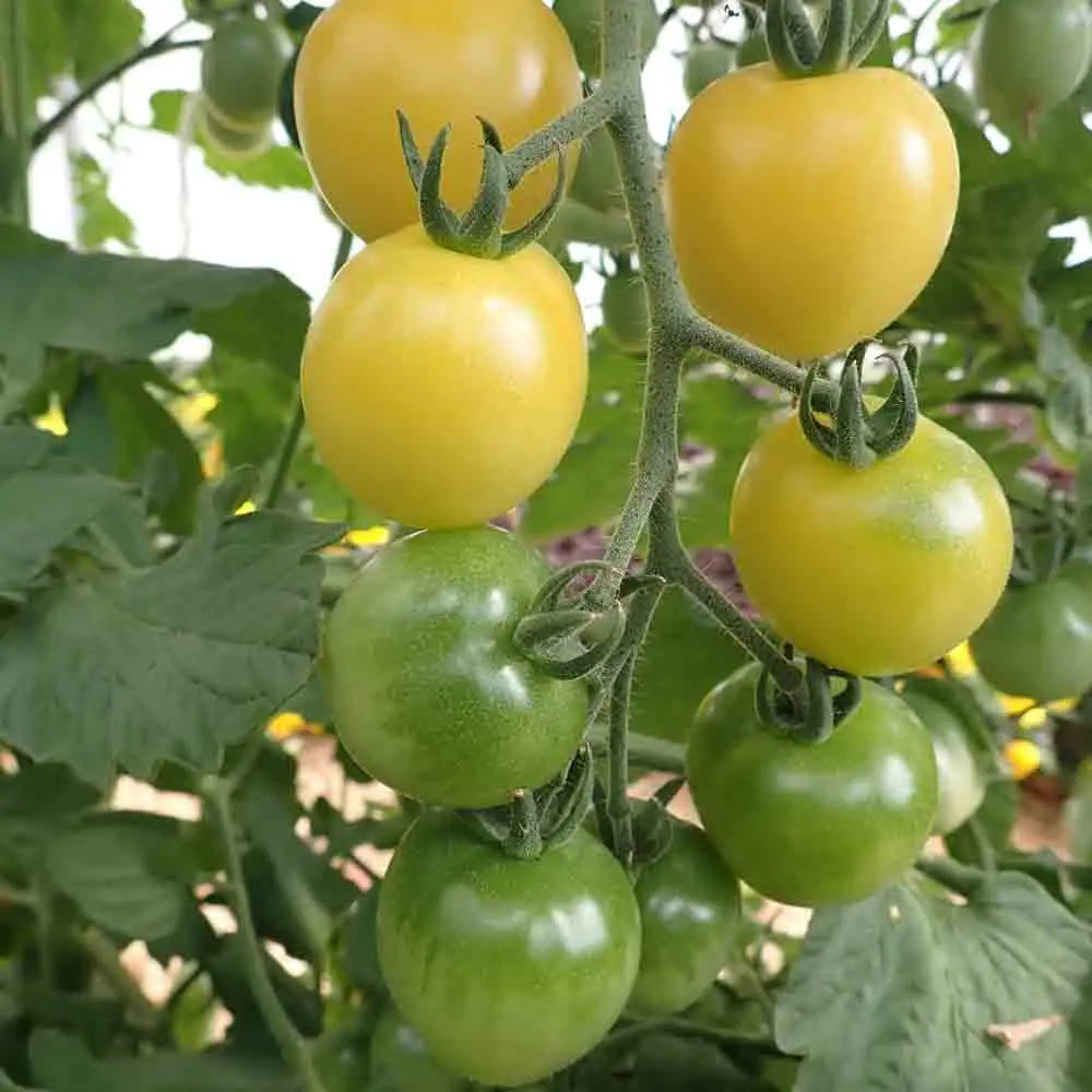 TOMATE CERISE SNOWBERRY AB 