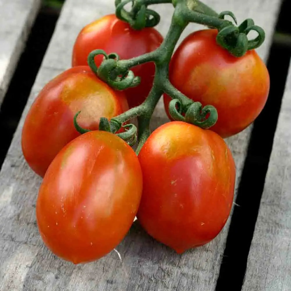 TOMATE CERISETTE BRIN DE MUGUET AB 