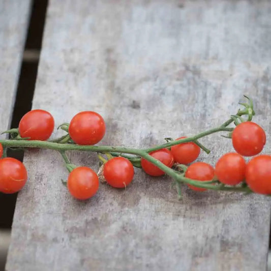 TOMATE CERISETTE LYLIA AB 