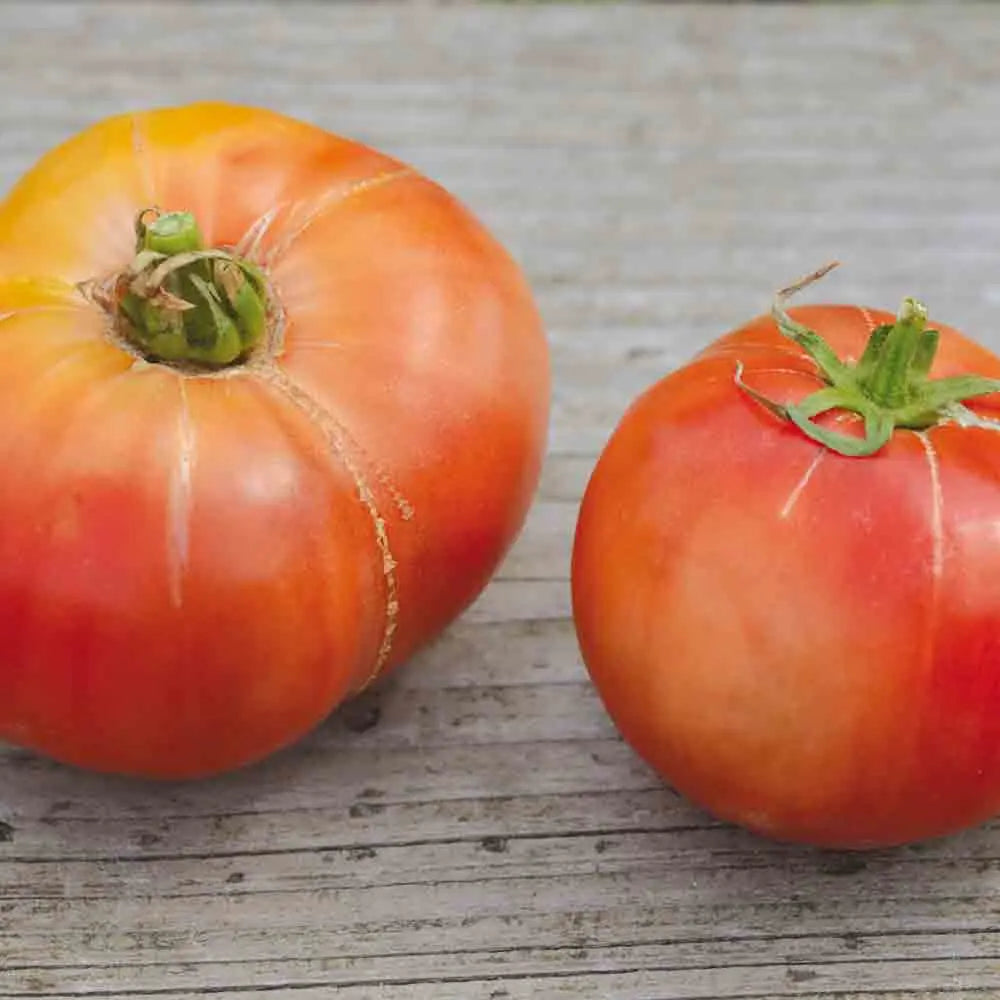 TOMATE CHEROKEE PURPLE AB 
