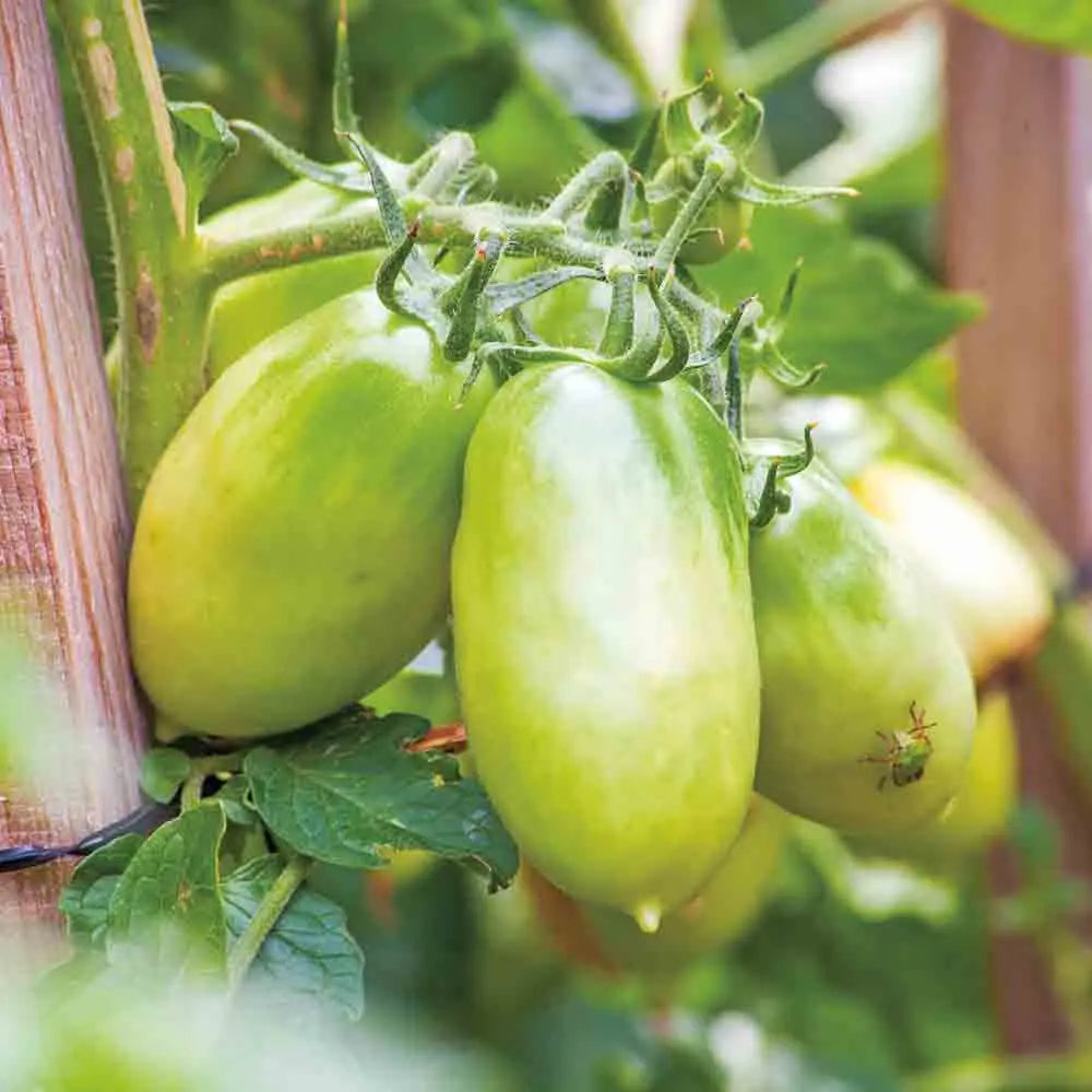 TOMATE CHILE VERDE AB 