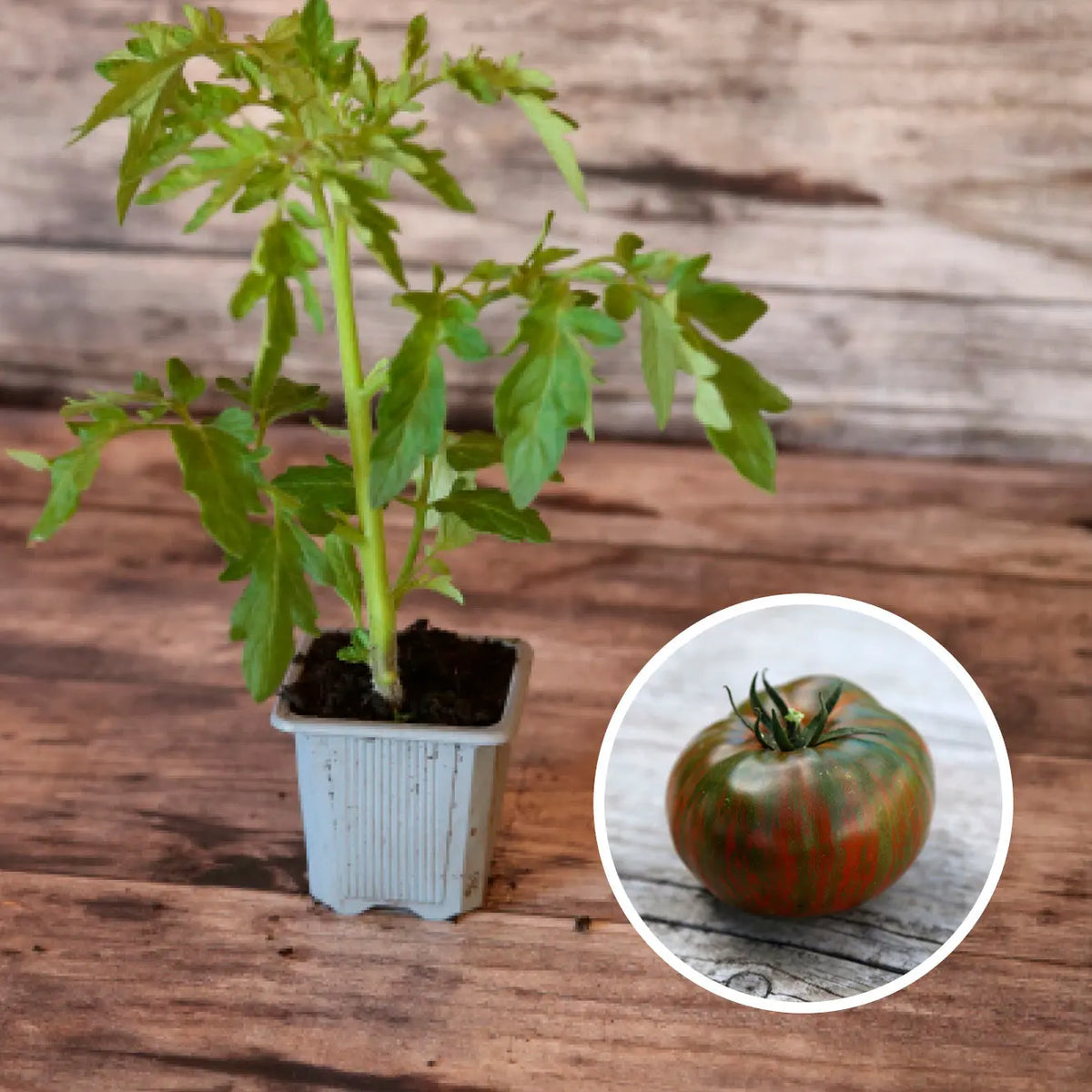 TOMATE CHOCOLATE STRIPES AB - PLANT 