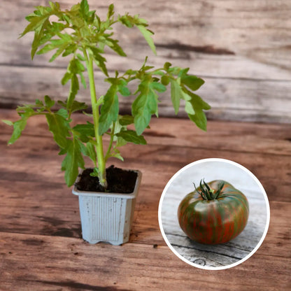 TOMATE CHOCOLATE STRIPES AB - PLANT 