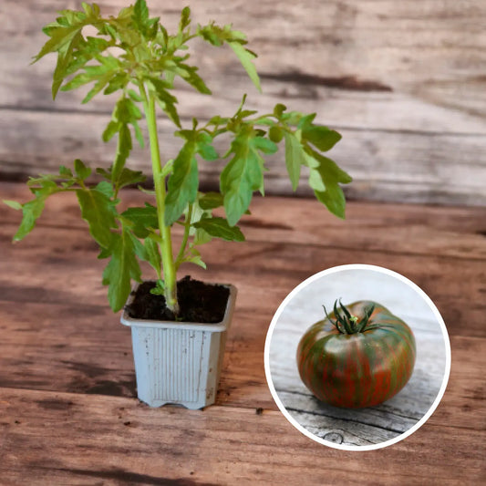TOMATE CHOCOLATE STRIPES AB - PLANT 