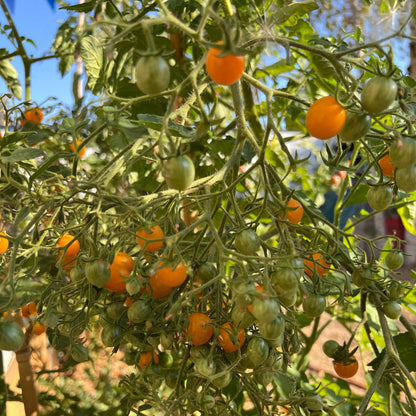 TOMATE COCKTAIL CLEMENTINE AB 