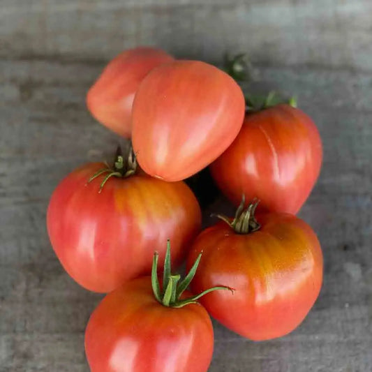 TOMATE COEUR DE BOEUF ROSE AB 