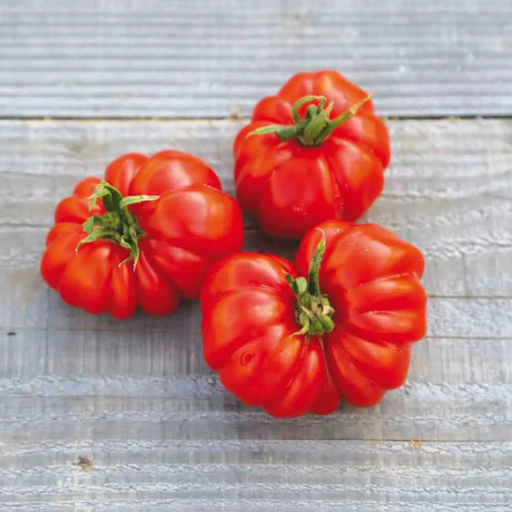 TOMATE COSTOLUTO GENOVESE AB 
