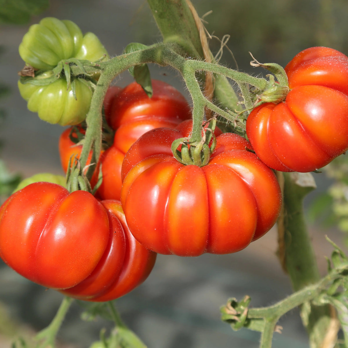 TOMATE COSTOLUTO GENOVESE AB 