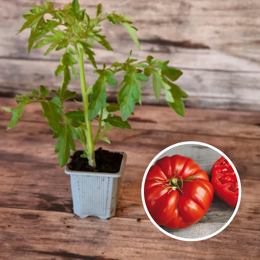 TOMATE COUILLE DE TAUREAU PLANT AB 