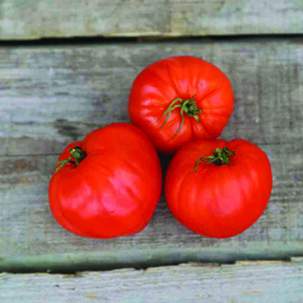 TOMATE CŒUR DE BŒUF GEANT REIF RED AB 