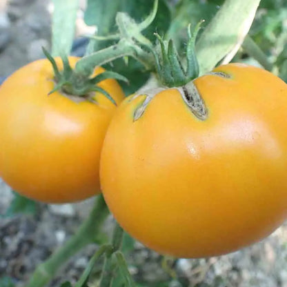 TOMATE DAD'S SUNSET AB 