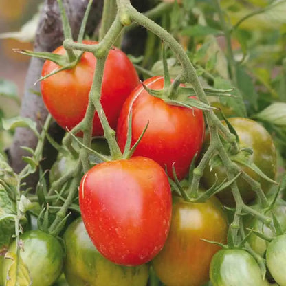TOMATE DE BERAO AB 