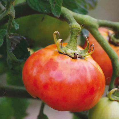 TOMATE DELICATE AB 
