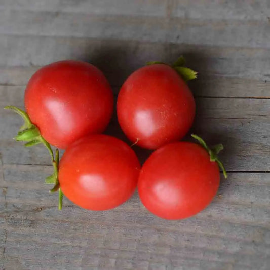 TOMATE DITMARSCHER ´SUSPENSION ROSE´ AB 