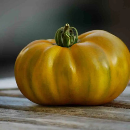 TOMATE EVERGREEN AB 