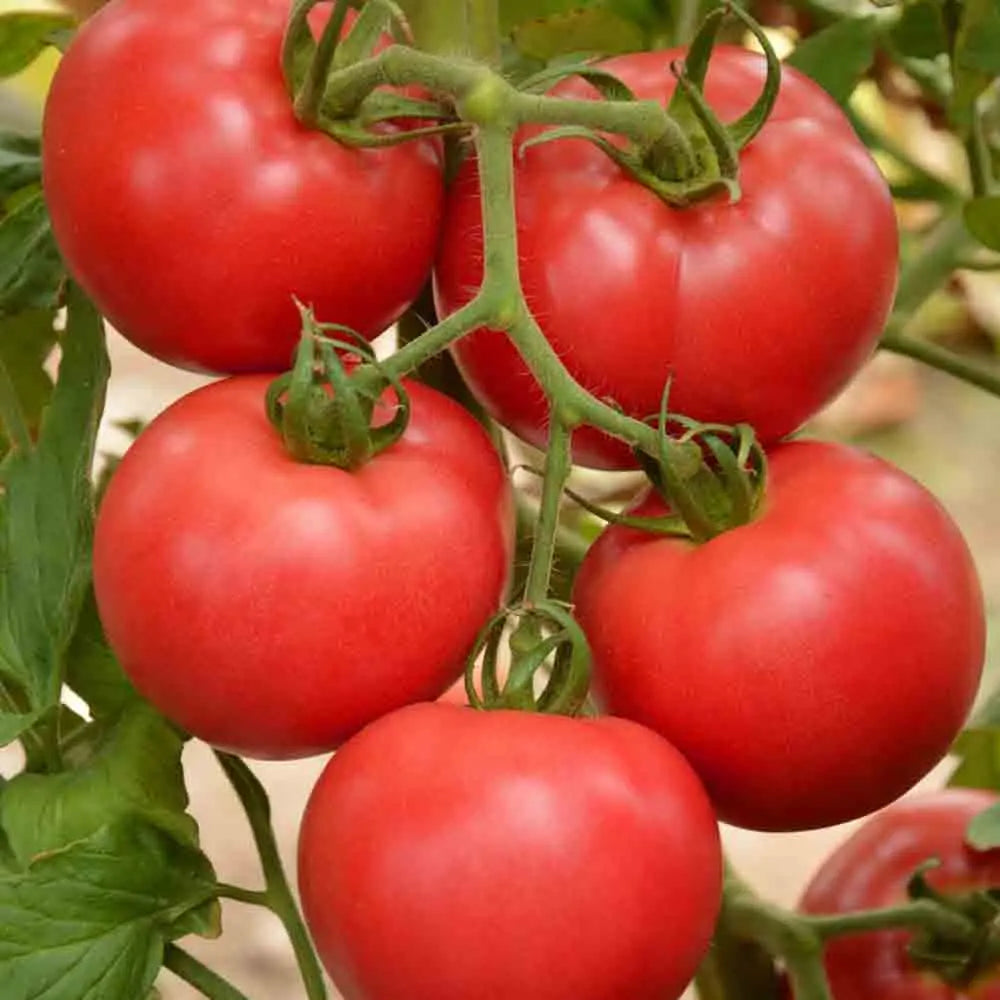 TOMATE FAWORYT RASPBERRY AB 