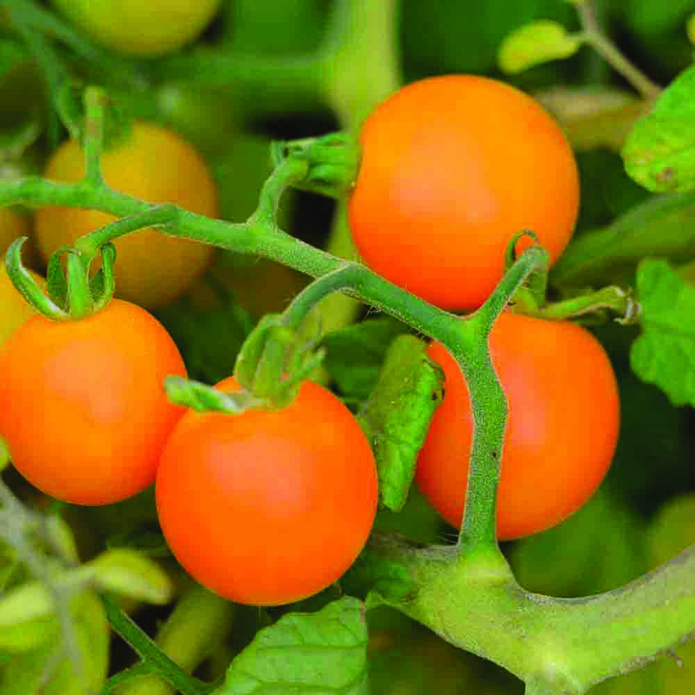 TOMATE FIGIEL AB 
