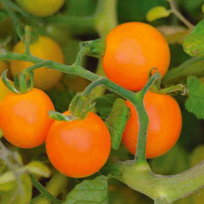 TOMATE FIGIEL AB 