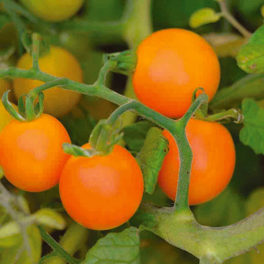 TOMATE FIGIEL AB 