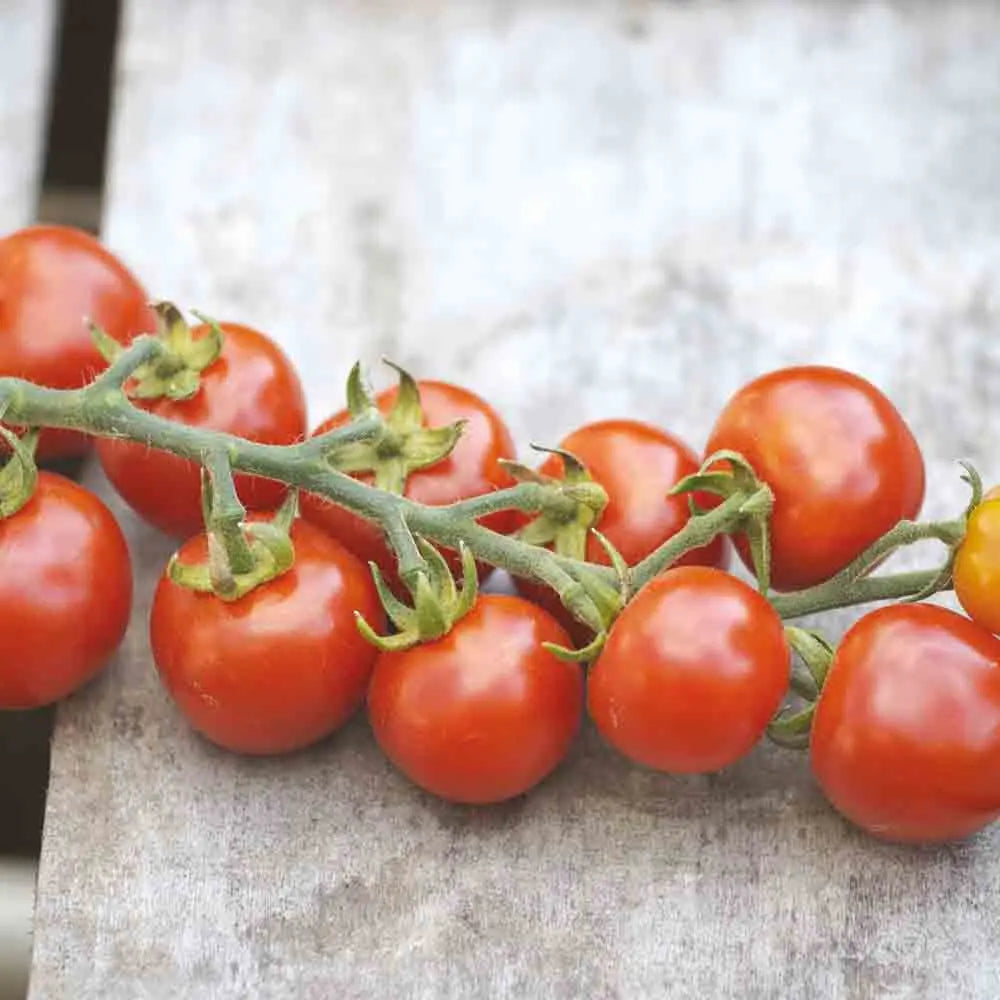 TOMATE GARDENER´S DELIGHT AB 