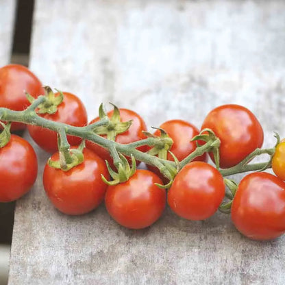 TOMATE GARDENER´S DELIGHT AB 