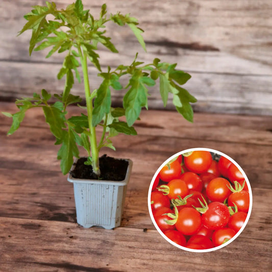 TOMATE GARDENER´S DELIGHT PLANT AB 