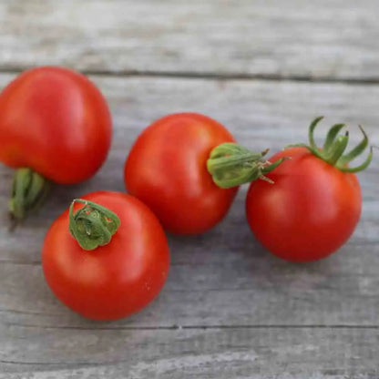 TOMATE GLOIRE DE VERSAILLES NT 