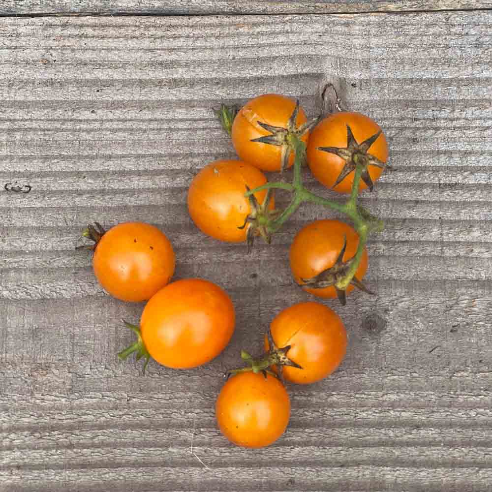 TOMATE GOLD NUGGET AB 