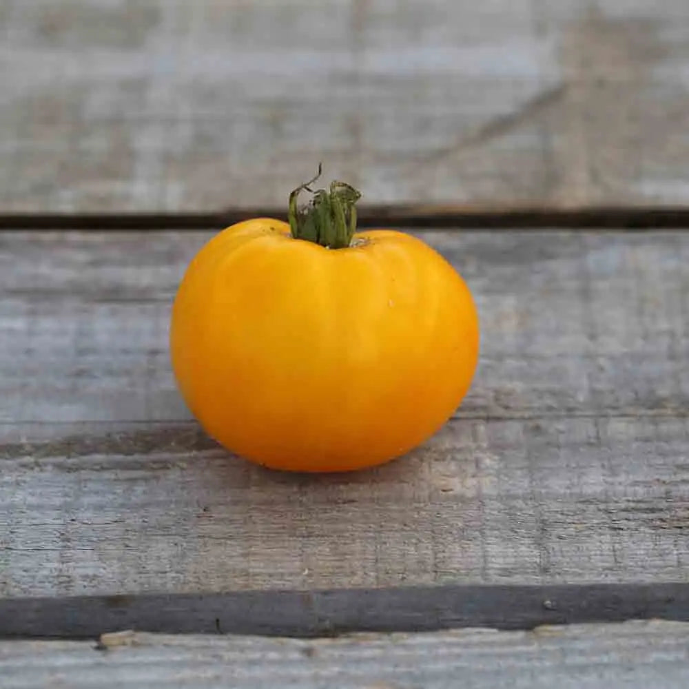 TOMATE GOLDEN JUBILEE AB 