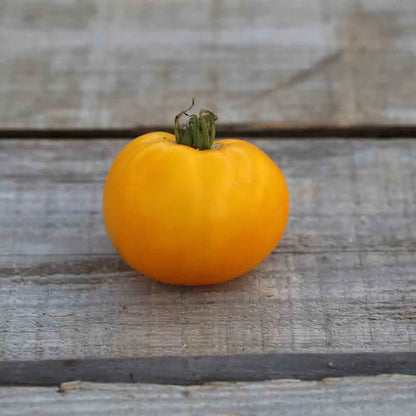 TOMATE GOLDEN JUBILEE AB 