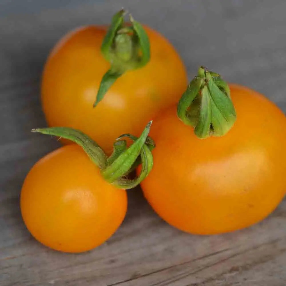 TOMATE GOLDENE KONIGIN AB 