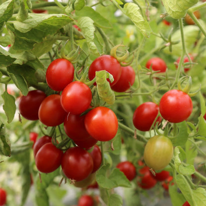 TOMATE GRAPPOLI D’INVERNO AB 
